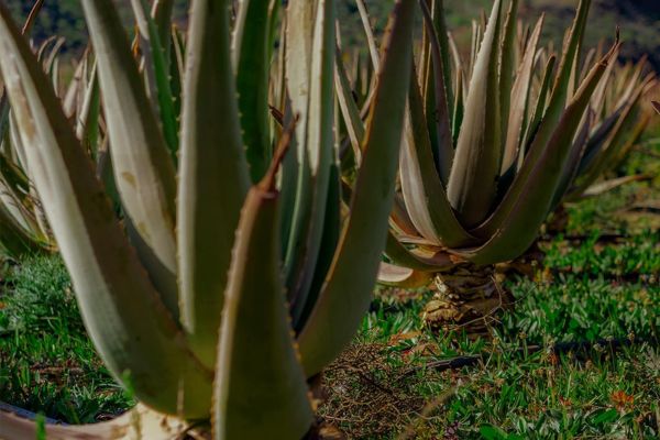 Aloe vera pour la dermatite atopique